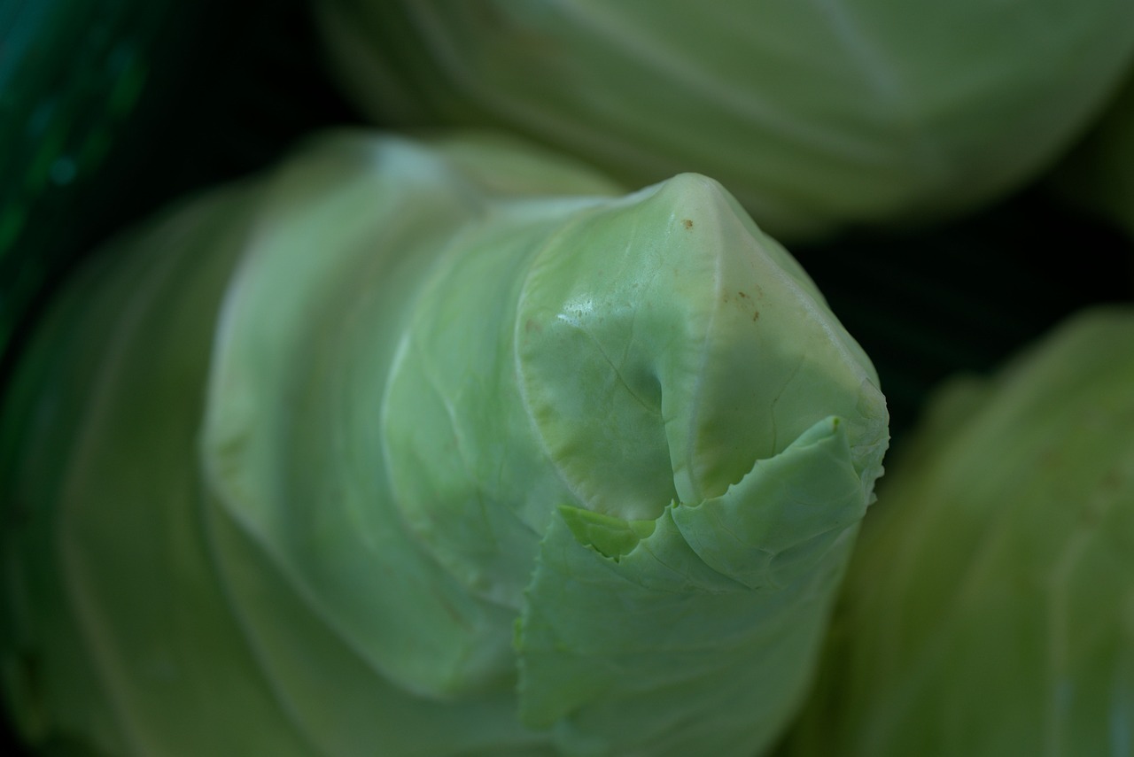 探秘蔬菜家族，白菜的科属秘籍与营养价值解析