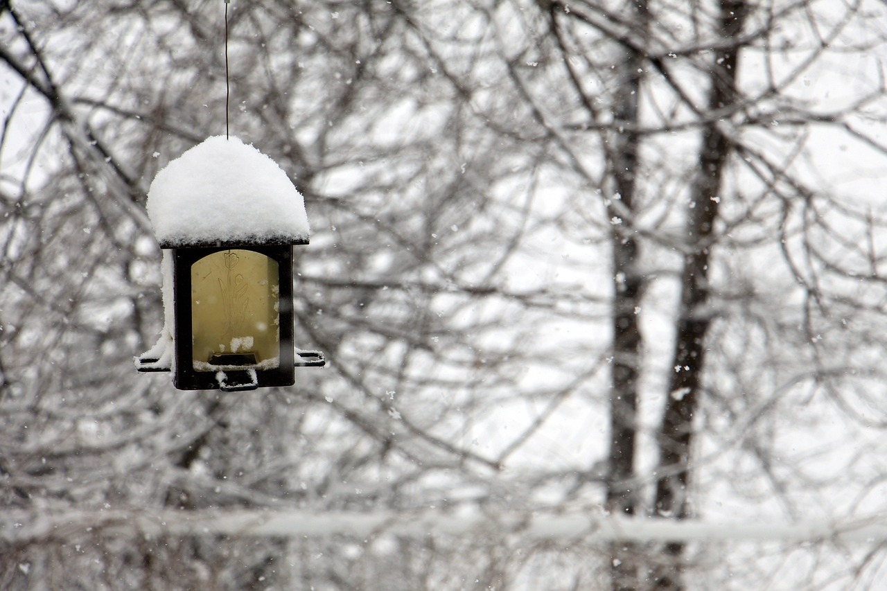 哈尔滨大雪如约而至，银装素裹的冬日仙境