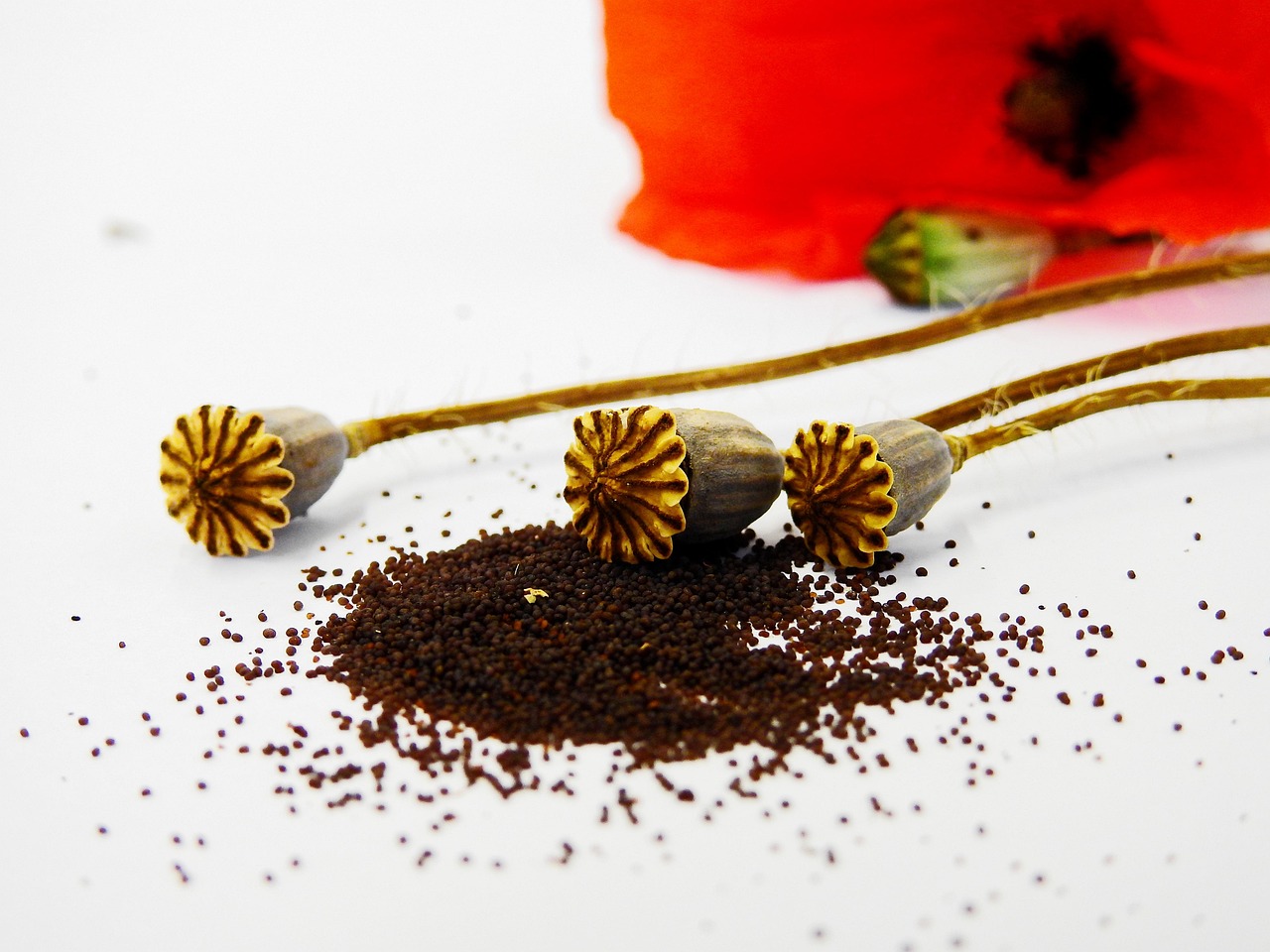 孕妇保健小知识，菊花茶，你的孕期饮茶指南